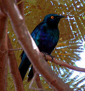 Lesser Blue-eared Starling