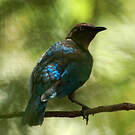 Choucador de Swainson
