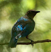 Lesser Blue-eared Starling