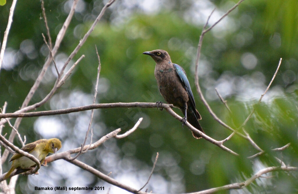 Lesser Blue-eared Starlingjuvenile, identification