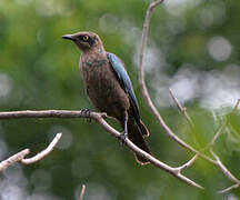 Lesser Blue-eared Starling