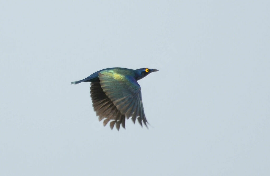 Purple Starlingadult, Flight