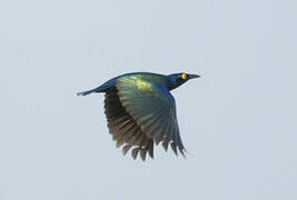 Purple Starling