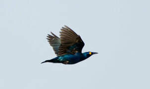 Purple Starling