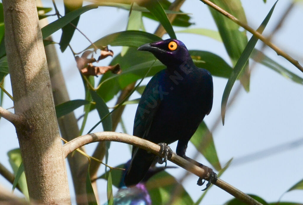 Purple Starlingadult, identification