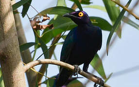 Purple Starling