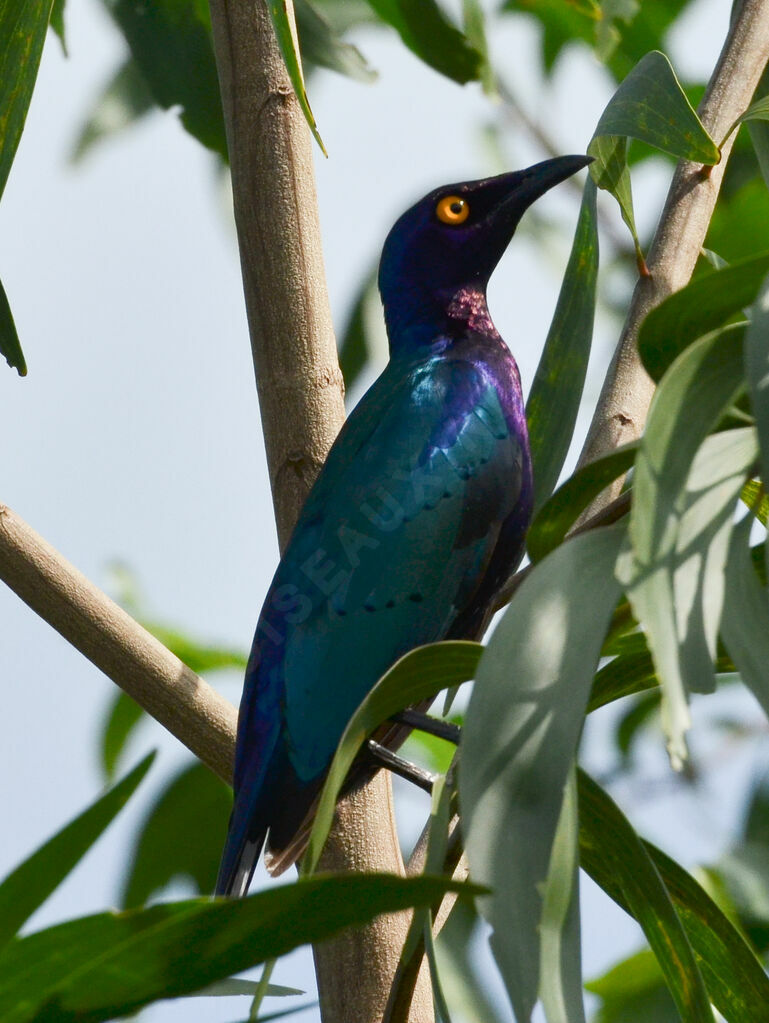 Purple Starlingadult, identification