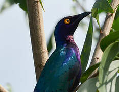 Purple Starling