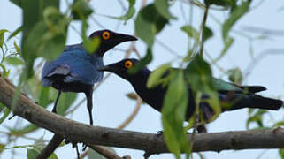 Purple Starling