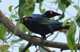 Purple Starling