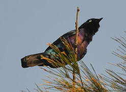 Splendid Starling