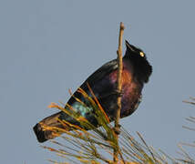 Splendid Starling