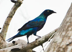 Splendid Starling