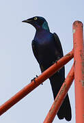 Splendid Starling