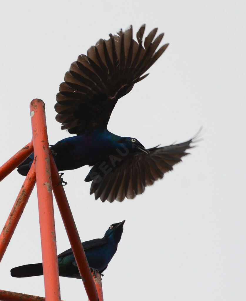 Splendid Starling