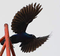 Splendid Starling