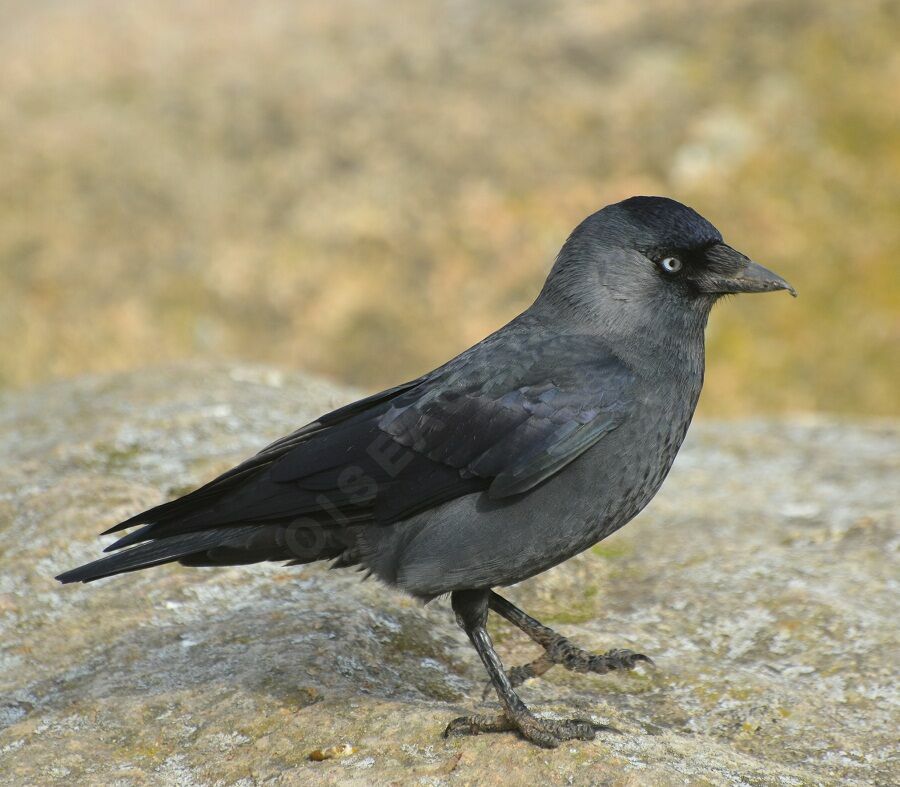 Western Jackdaw