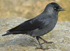 Western Jackdaw