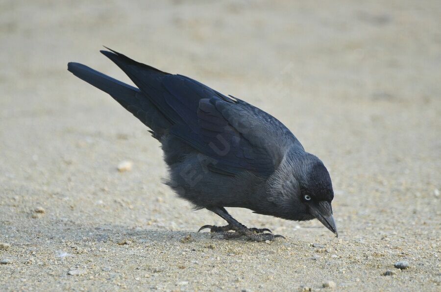 Western Jackdawadult, identification