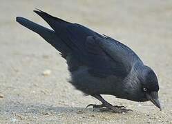 Western Jackdaw