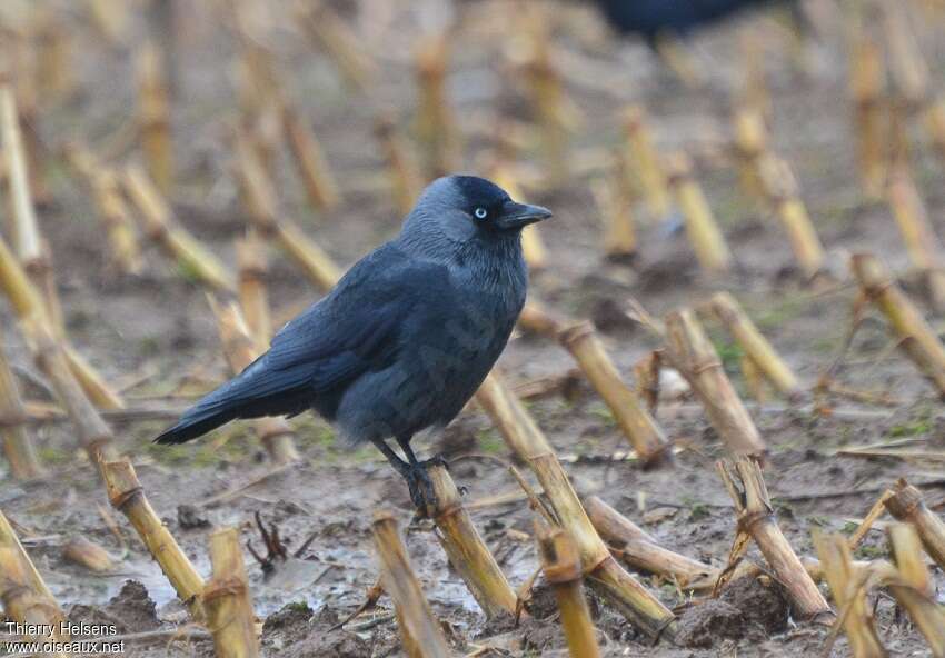 Western Jackdaw