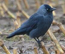 Western Jackdaw