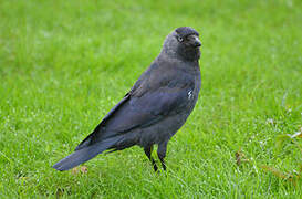 Western Jackdaw