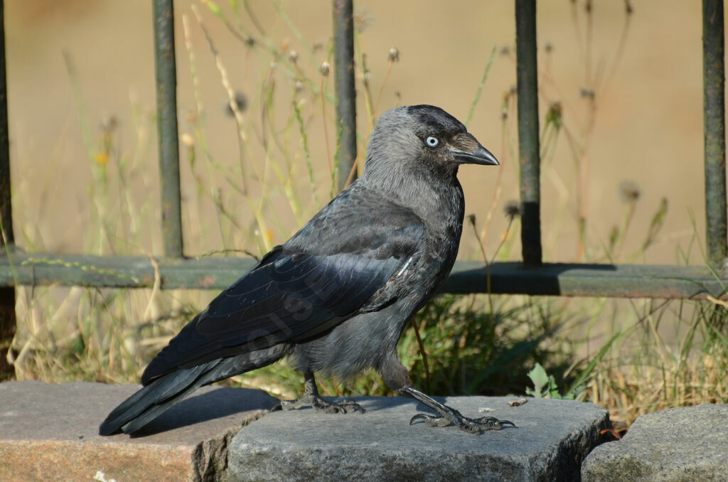 Choucas des toursadulte, identification