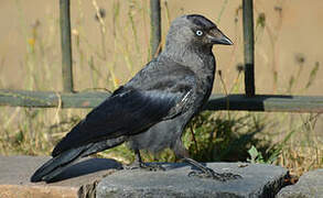 Western Jackdaw