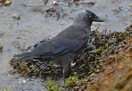 Western Jackdaw