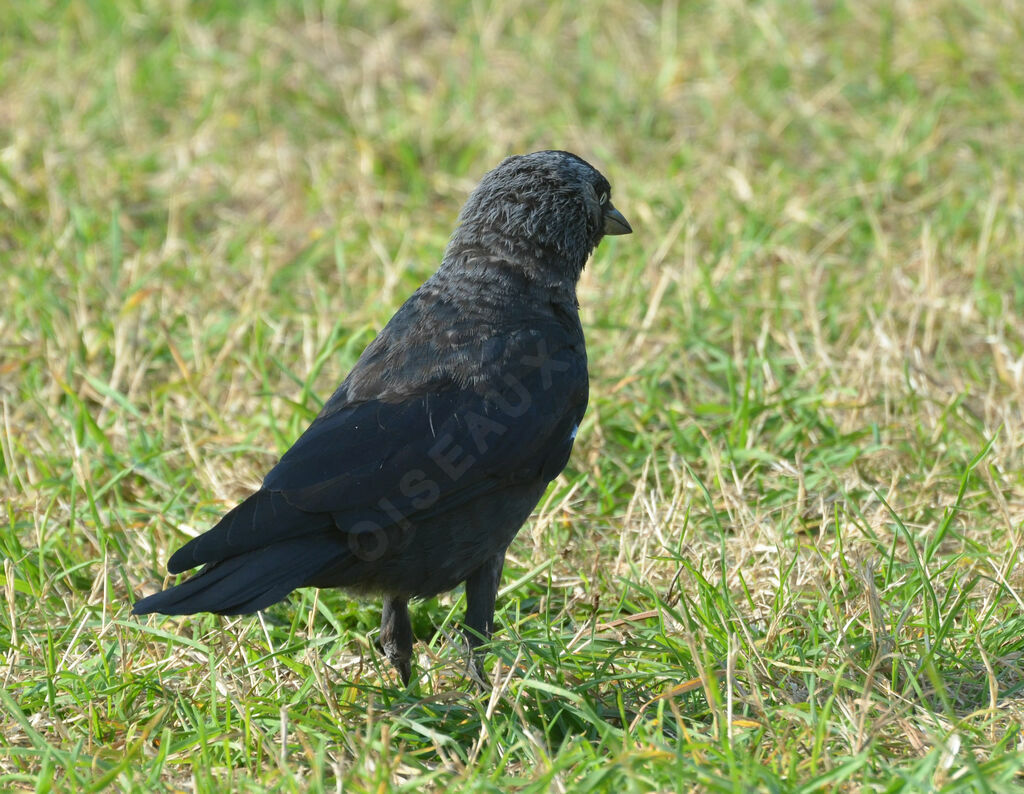 Western Jackdawadult, identification