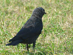 Western Jackdaw