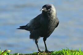 Western Jackdaw