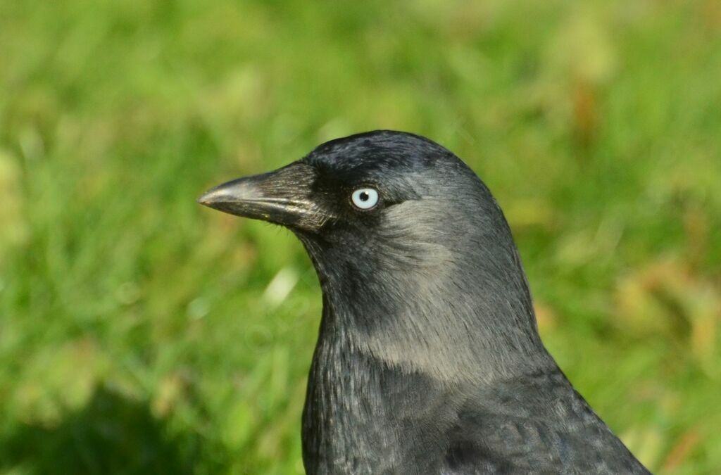 Western Jackdawadult, close-up portrait