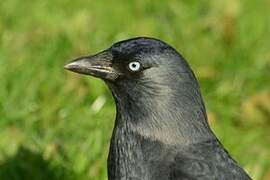 Western Jackdaw