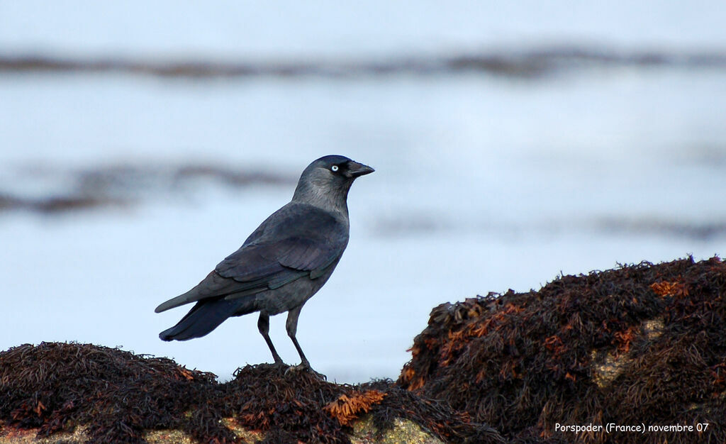 Western Jackdaw