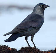 Western Jackdaw