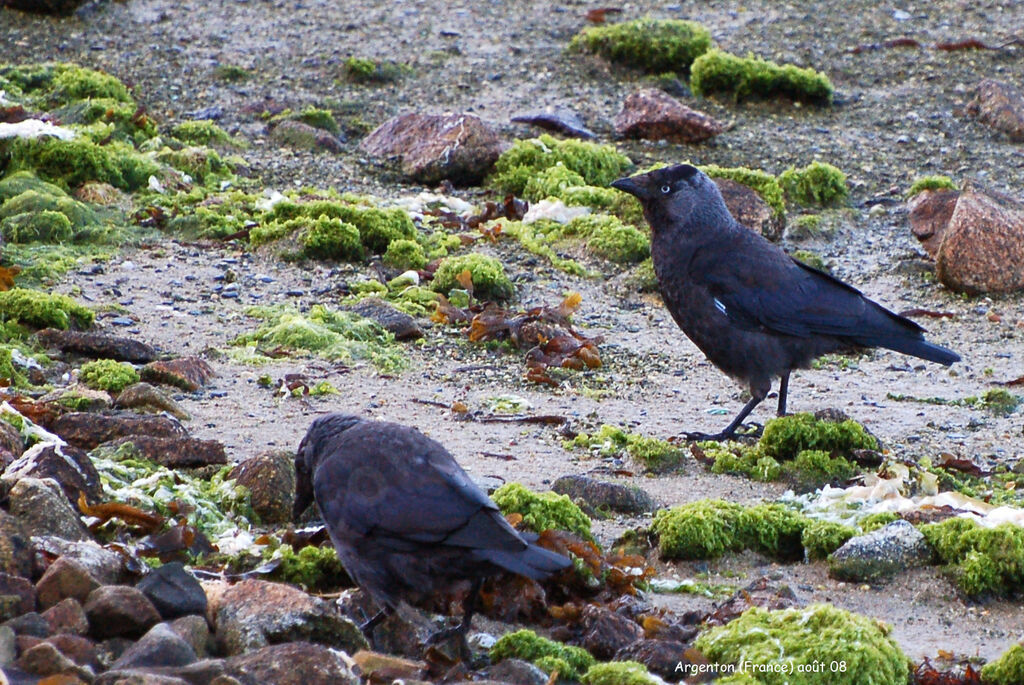 Western Jackdaw