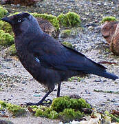 Western Jackdaw