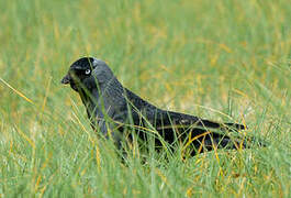 Western Jackdaw