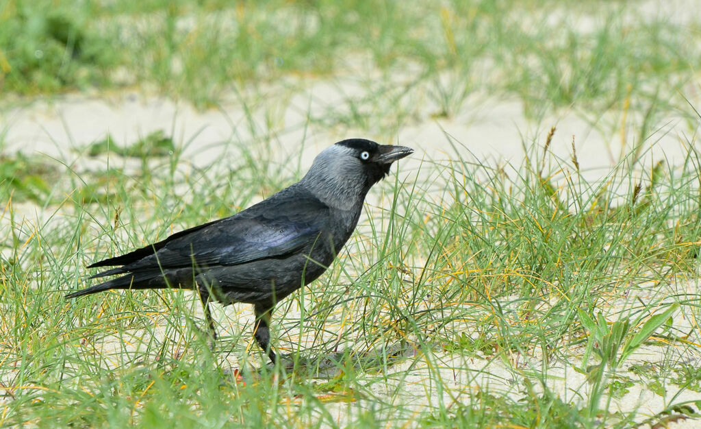 Western Jackdawadult, identification