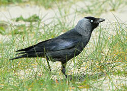 Western Jackdaw