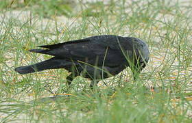 Western Jackdaw