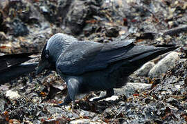 Western Jackdaw