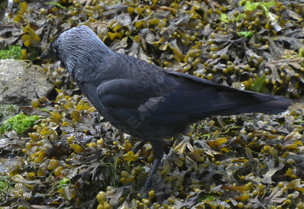 Western Jackdawadult, identification