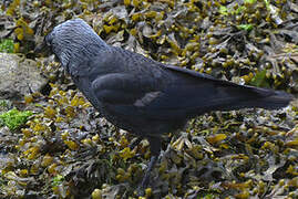 Western Jackdaw