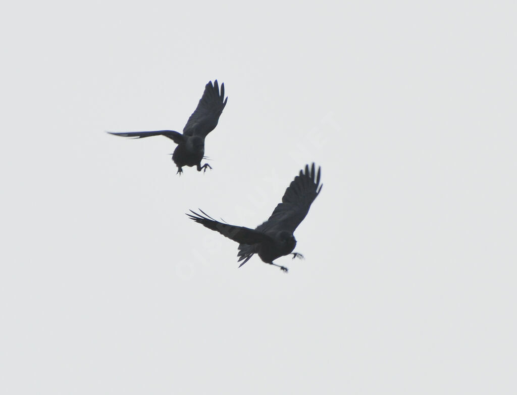 Western Jackdaw, Behaviour