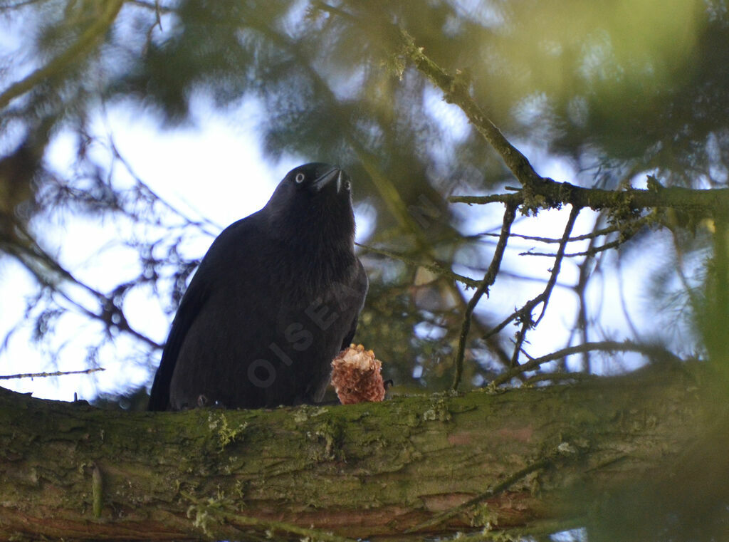 Western Jackdaw, feeding habits