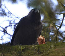 Western Jackdaw