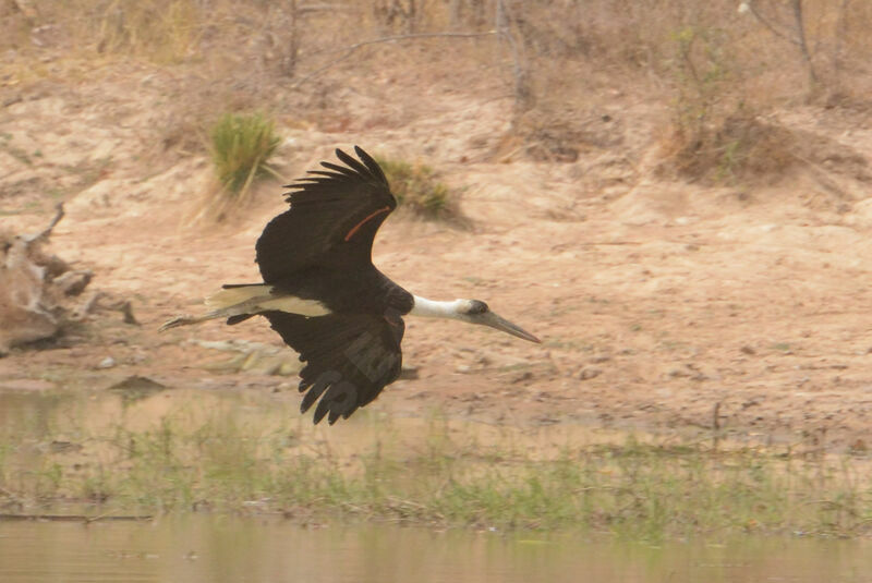 African Woolly-necked Storkadult, Flight